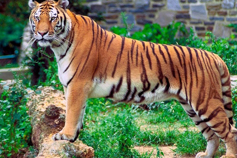 পর পর দুই বাঘিনীর মৃত্যু আলিপুর চিড়িয়াখানায়, (Alipur zoo) তদন্তের ...
